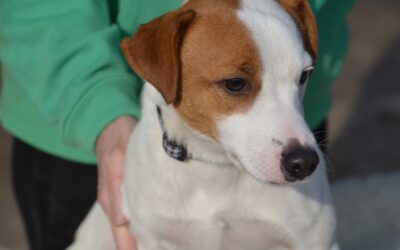 Benö | Terrier-Mix-Rüde | 1 Jahr