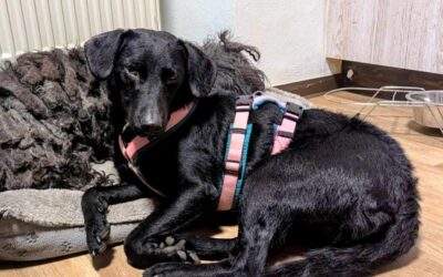 Fébé | Mischlings-Hündin | 8 Monate