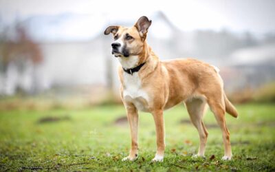 Vilma | Mischlings-Hündin | 4 Jahre