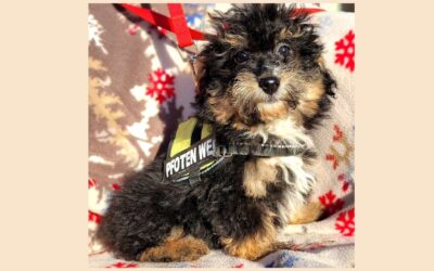 Mia | Yorkshire-Mix-Hündin | 3 Monate
