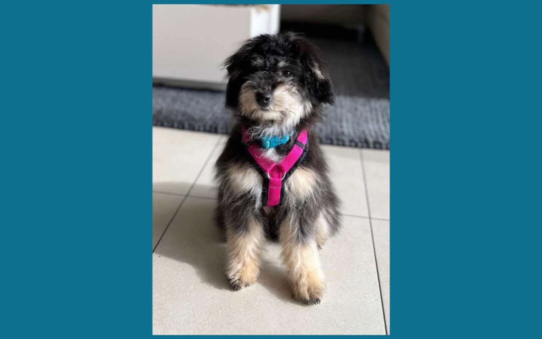 Máté | Yorkshire-Mix-Rüde | 3 Monate