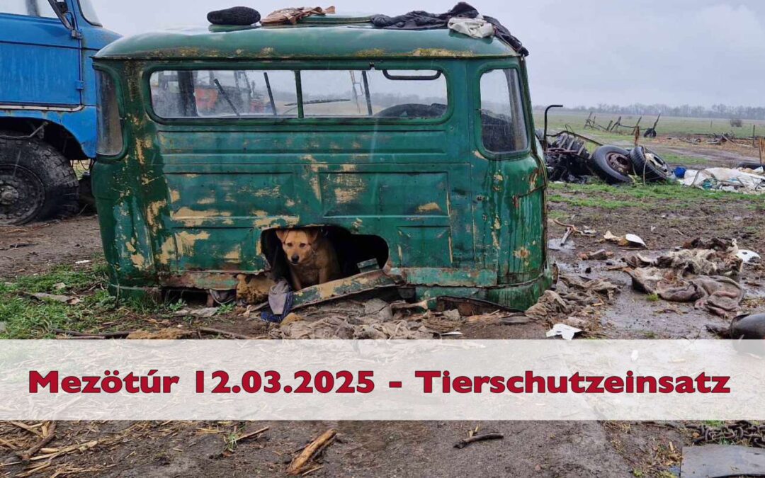 Verstoß gegen das Tierschutzgesetz