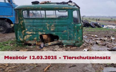 Verstoß gegen das Tierschutzgesetz
