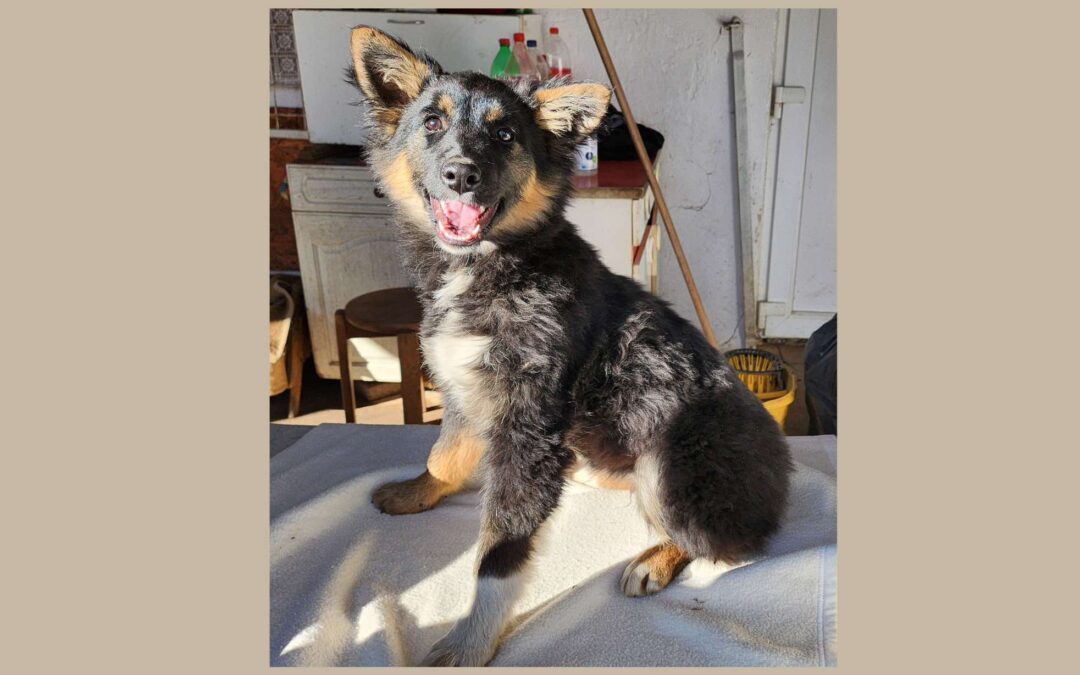 Gerda | Mischlings-Hündin | 6 Monate