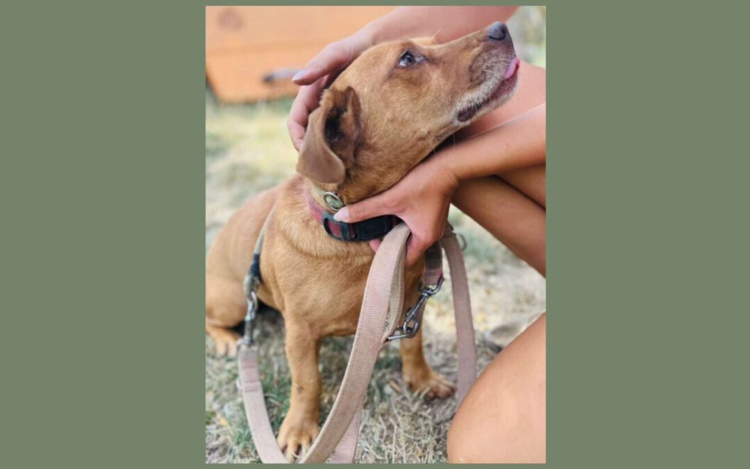 Dömötör | Dackel-Vizsla-Mix | 7 Jahre