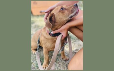 Dömötör | Dackel-Vizsla-Mix | 7 Jahre