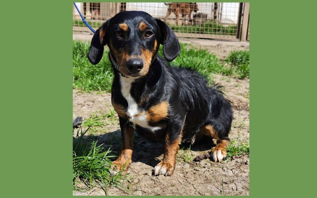 Leni | Dackel-Mix-Hündin | 1 Jahr
