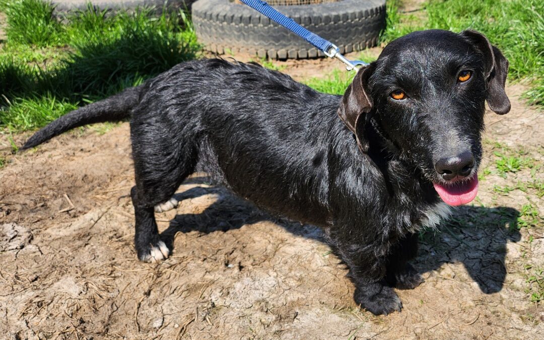 Lacy | Dackel-Mix-Hündin | 2 Jahr