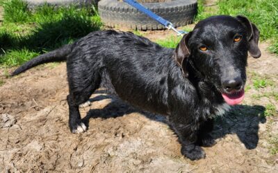 Lacy | Dackel-Mix-Hündin | 2 Jahr