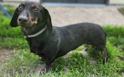 Tia | Dackel-Hündin | 2 Jahre