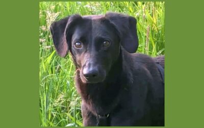 Pindi | Mischlings-Rüde | 2 Jahre