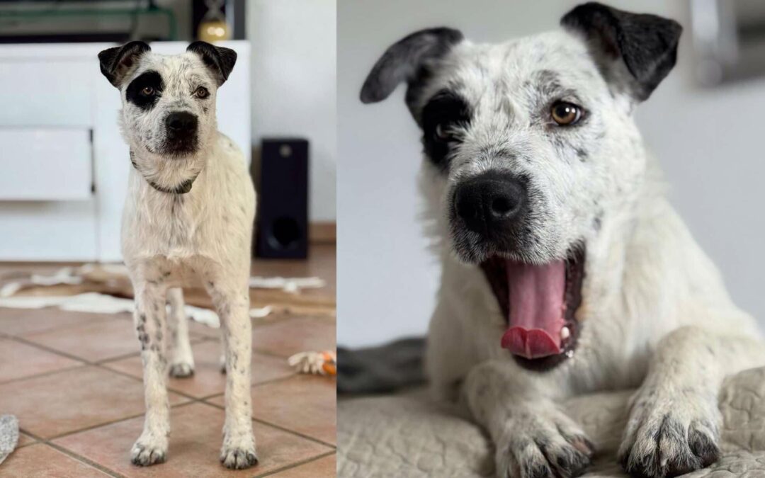 Rambo | Mischlings-Rüde | 7 Monate