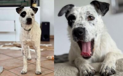 Rambo | Mischlings-Rüde | 7 Monate
