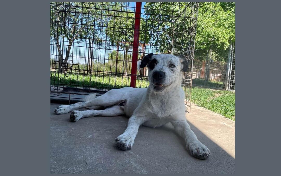Rambo | Mischlings-Rüde | 7 Monate