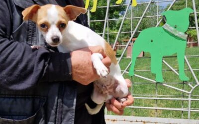 Nico | Chihuahua-Rüde | 1 Jahr