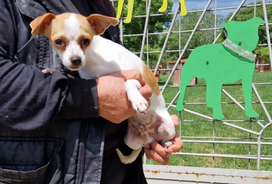 Nico | Chihuahua-Rüde | 1 Jahr