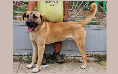 Spori | Kangal-Mix-Rüde | 11 Monate