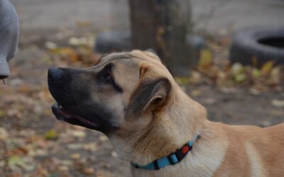 Spori | HSH-Mix-Rüde | 1 Jahr