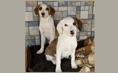 Viola | Mischlingshündin | 6 Monate