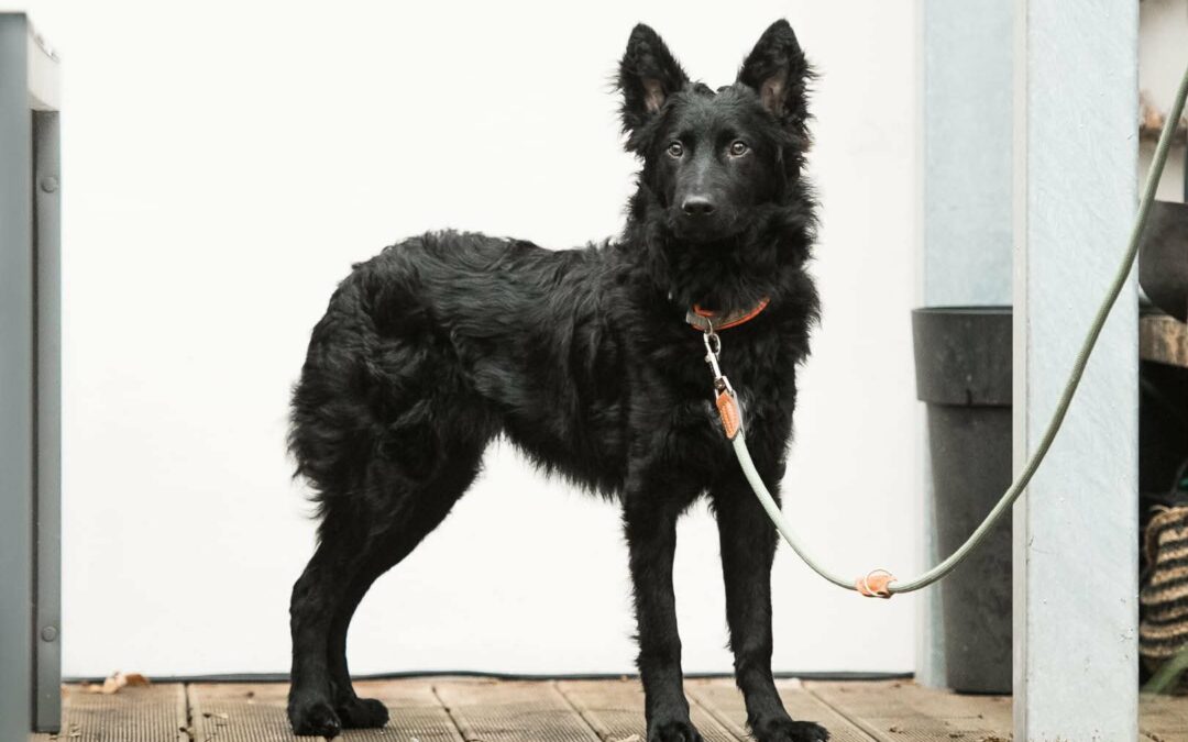 Enzo | Mischlings-Rüde | 7 Monate