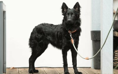 Enzo | Mischlings-Rüde | 7 Monate