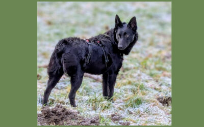 Emma | Mischlings-Hündin | 9 Monate