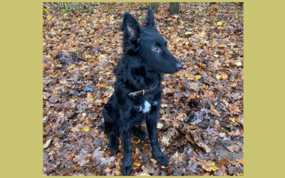 Enzo | Mischlings-Rüde | 5 Monate