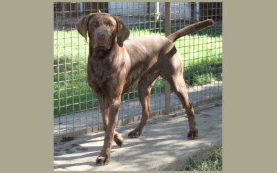 Wotan | Mischlings-Rüde | 2 Jahre