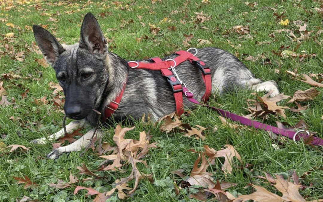 Eliska | Mischlings-Hündin | 5 Monate