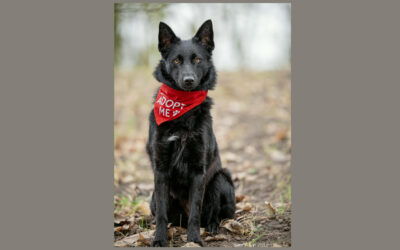 Emma | Mischlings-Hündin | 9 Monate