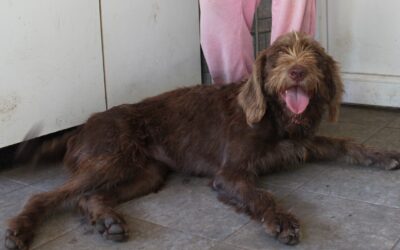 Minna | Jagdhund-Mischling | 1 Jahr