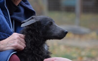 Szári | Májzli-Mix-Hündin | 5 Monate