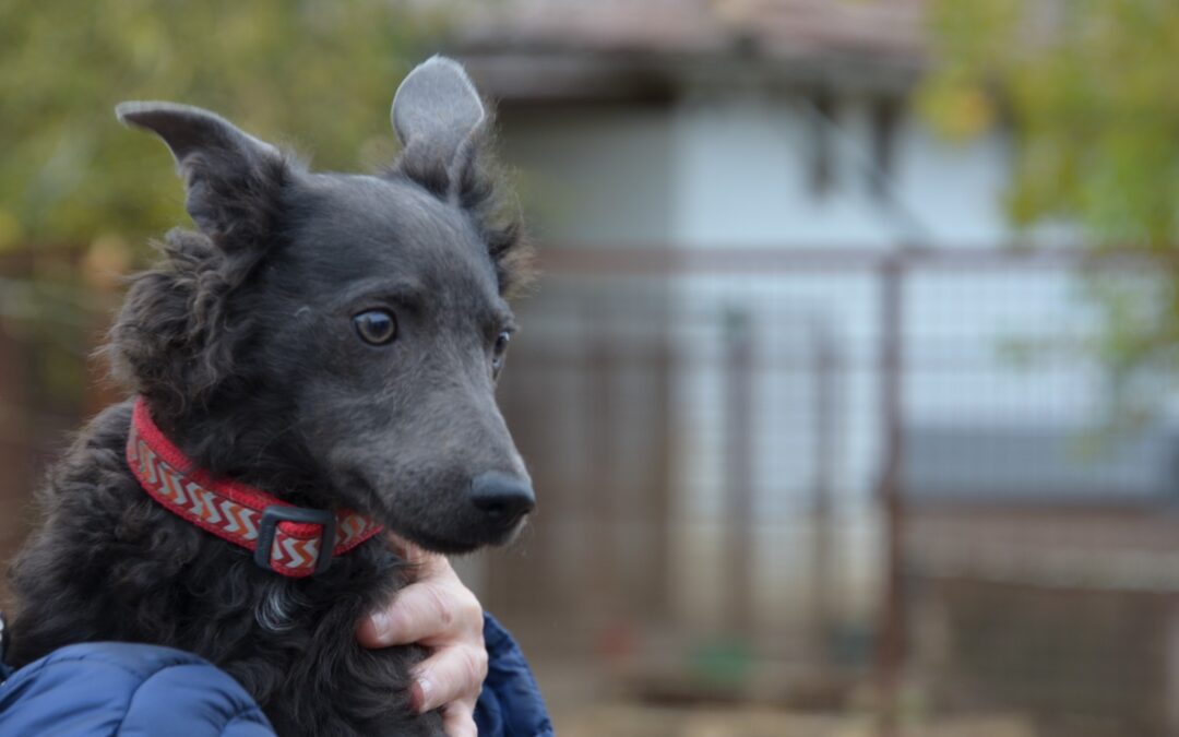 Szári | Májzli-Mix-Hündin | 5 Monate