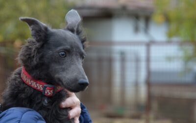 Szári | Májzli-Mix-Hündin | 5 Monate