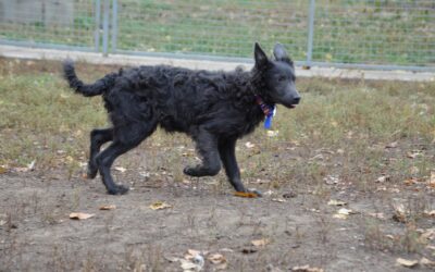 Szike | Májzli-Mix-Rüde | 5 Monate