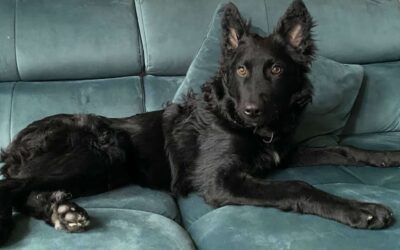 Enzo | Mischlings-Rüde | 5 Monate