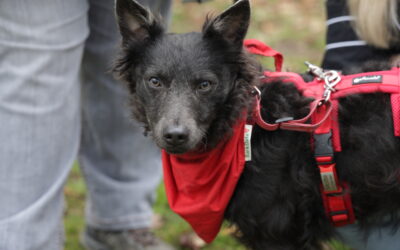 Szike | Mix-Rüde | 11 Monate