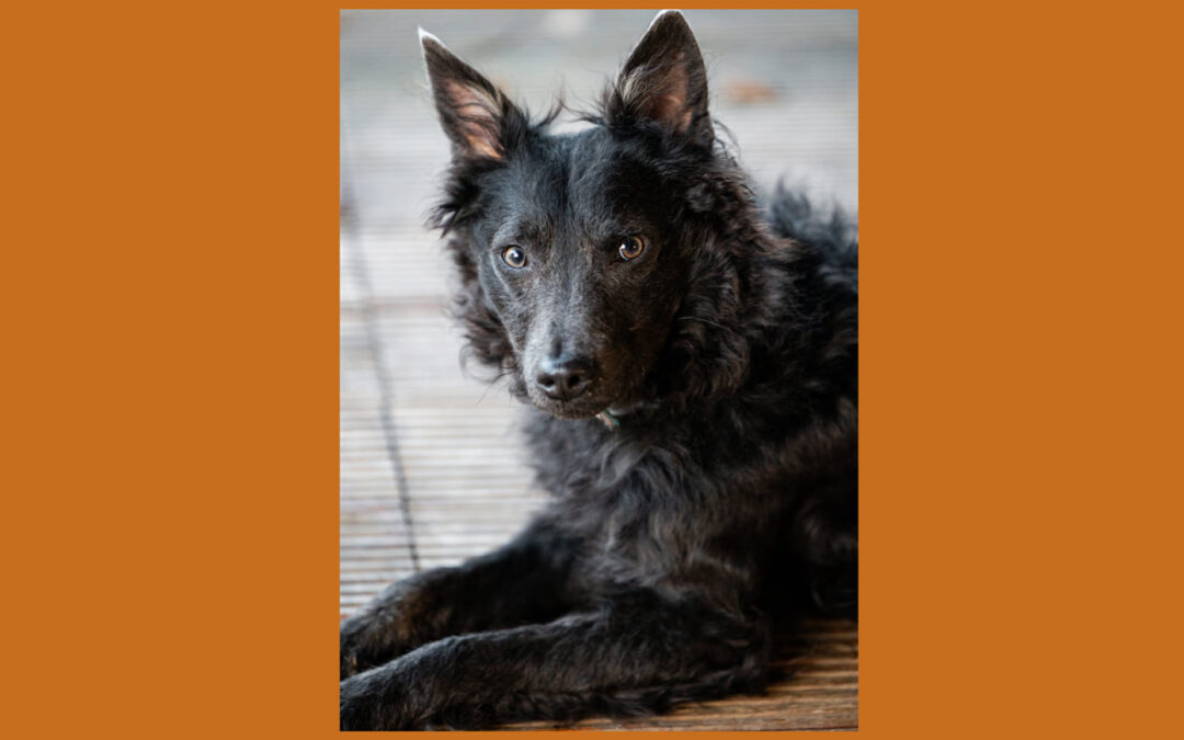 Szike | Mix-Rüde | 9 Monate