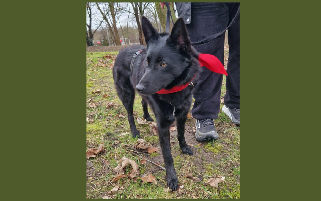 Emma | Mischlings-Hündin | 9 Monate