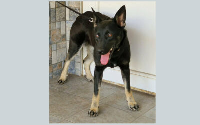 Effi | Mischlings-Hündin | 10 Monate