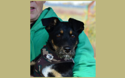 Batman | Mischling | 6 Monate