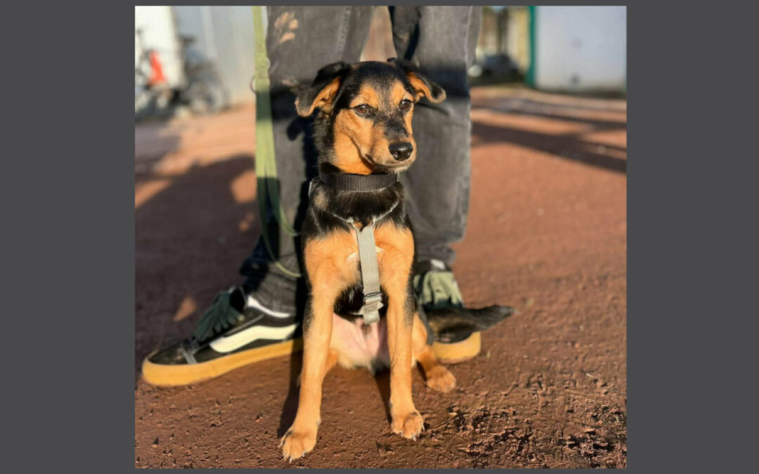 Domi | Mischlings-Rüde | 5 Monate