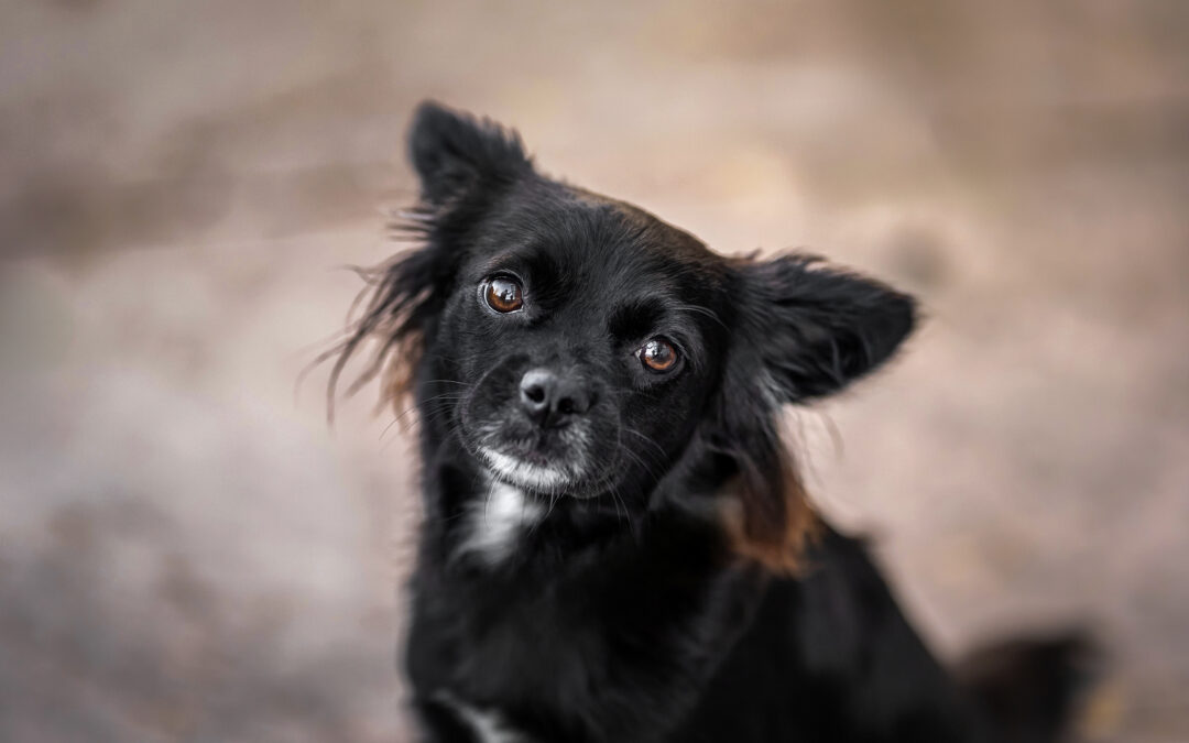 Marlenka | Mischlings-Hündin | 1 Jahr