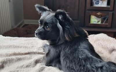 Marlenka | Mischlings-Hündin | 1 Jahr