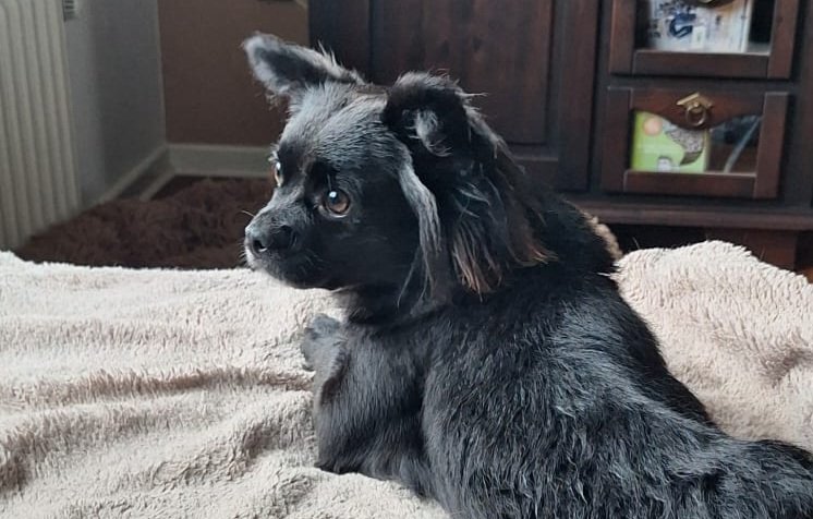 Marlenka | Mischlings-Hündin | 1 Jahr