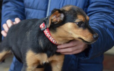 Domi | Mischlings-Rüde | 4 Monate