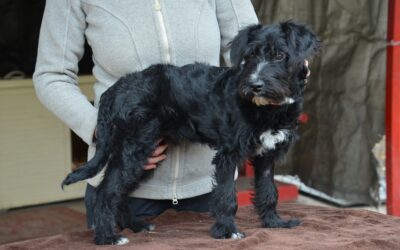 Bringa | Mischlings-Rüde | 5 Monate