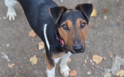 Fixi | Terrier-Rüde | 1 Jahr