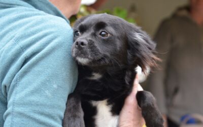 Marlenka | Mischlings-Hündin | 1 Jahr