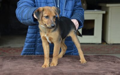 Dani | Mischlings-Rüde | 4 Monate